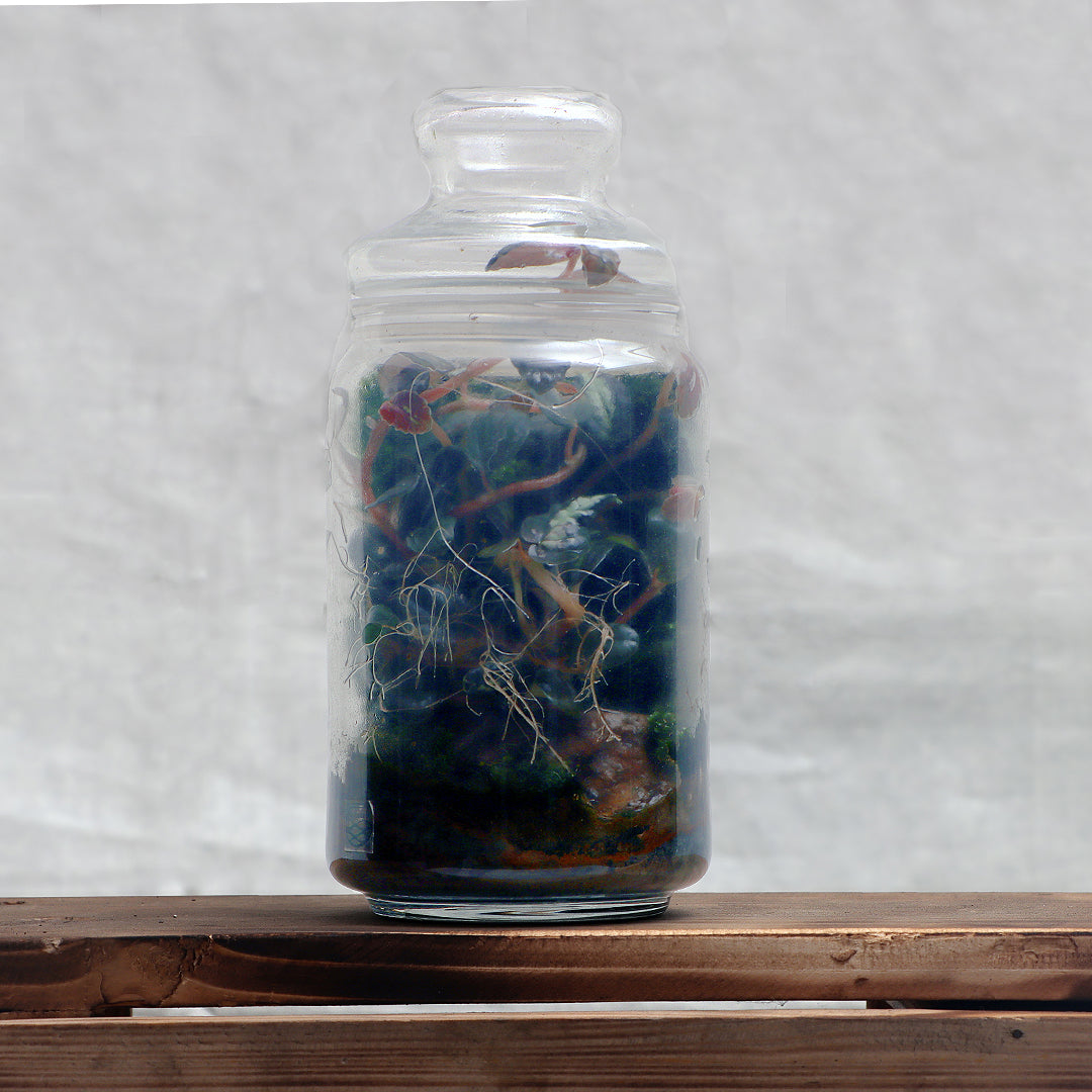 Jar Terrarium Style 1