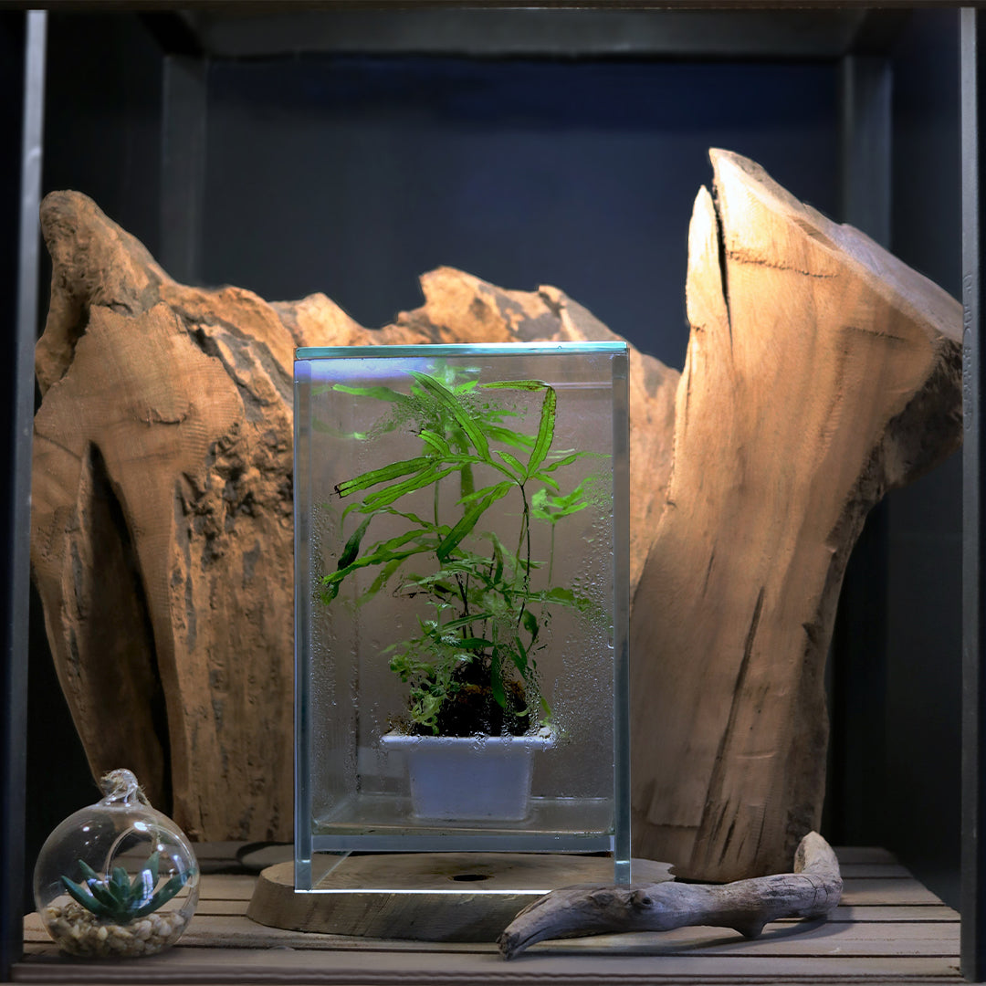 Aquarium Environment Style 6