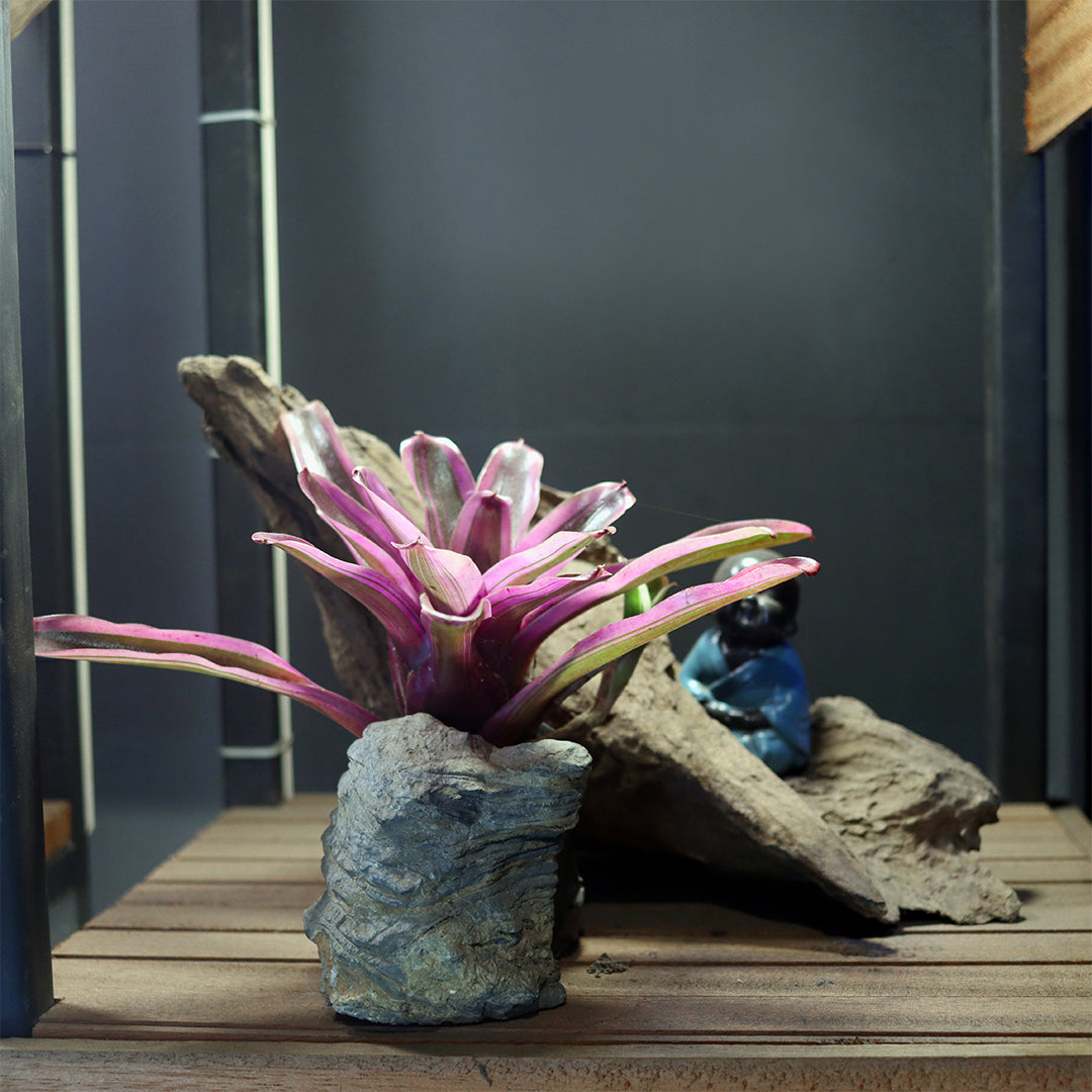 Aquarium Environment Style 3