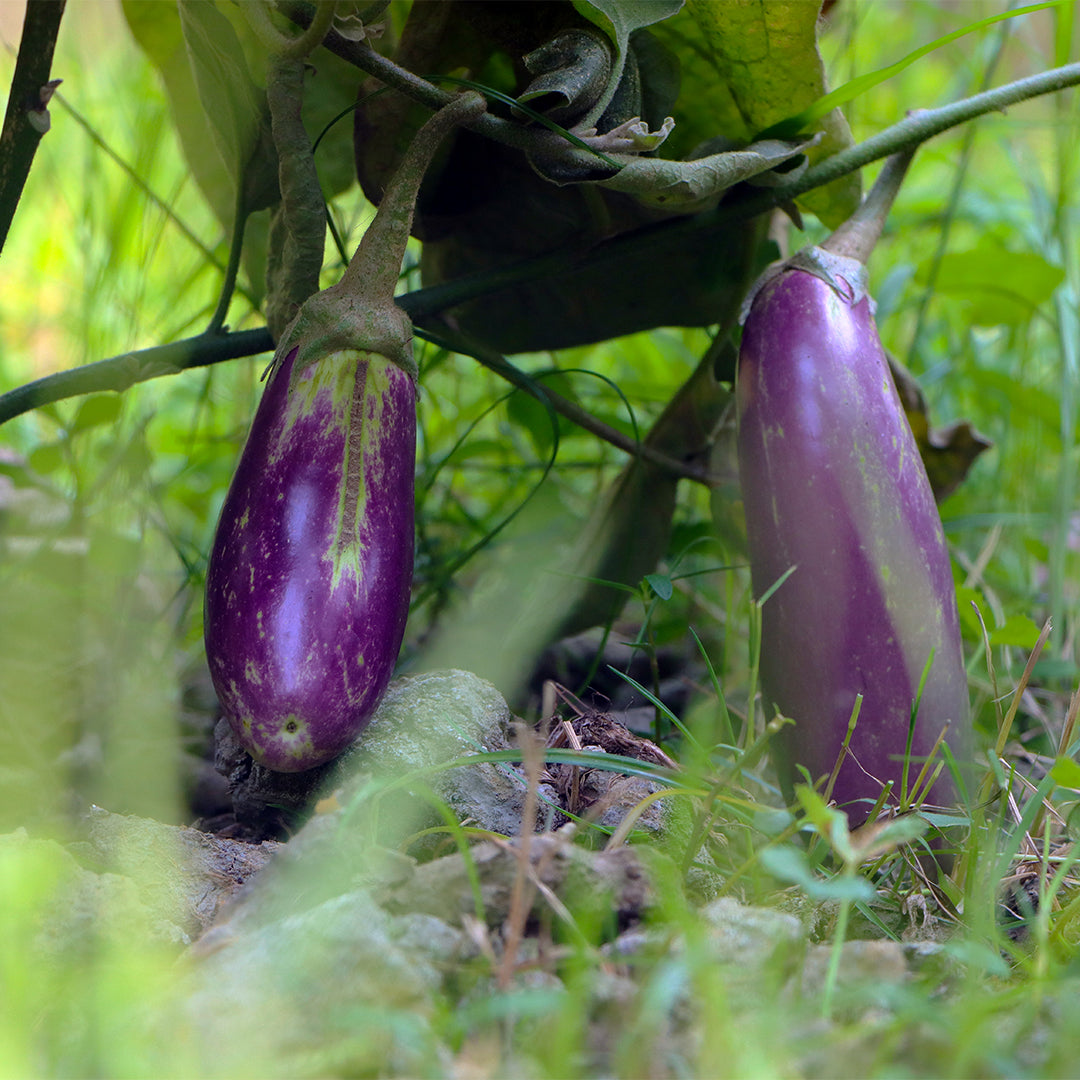 Brinjal