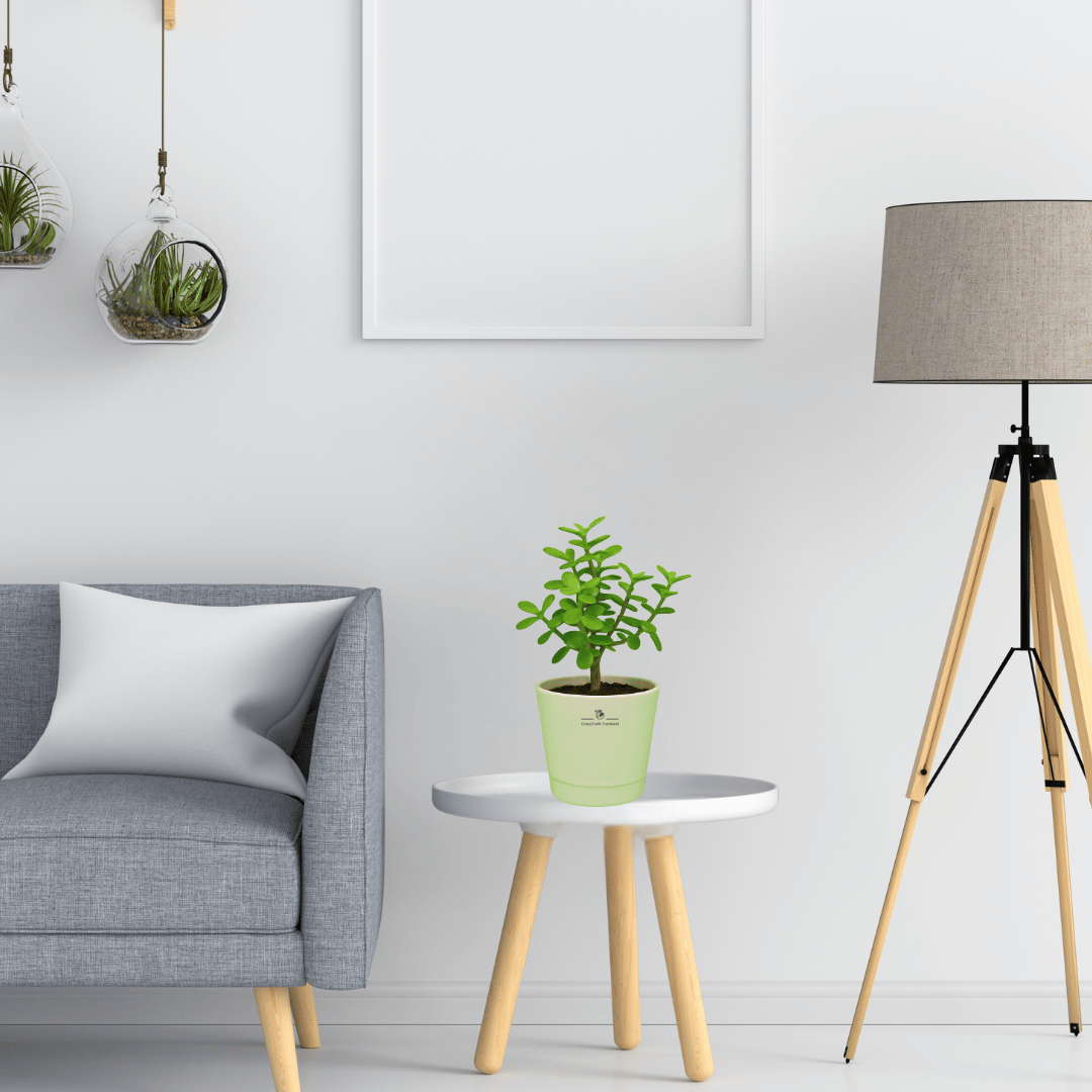 Jade Plant (Green) - Succulent Plant