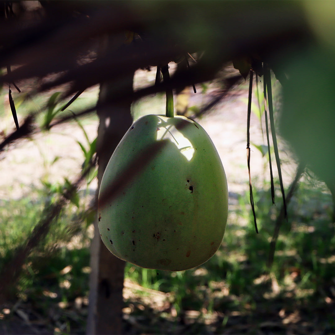 Bottle Gourd