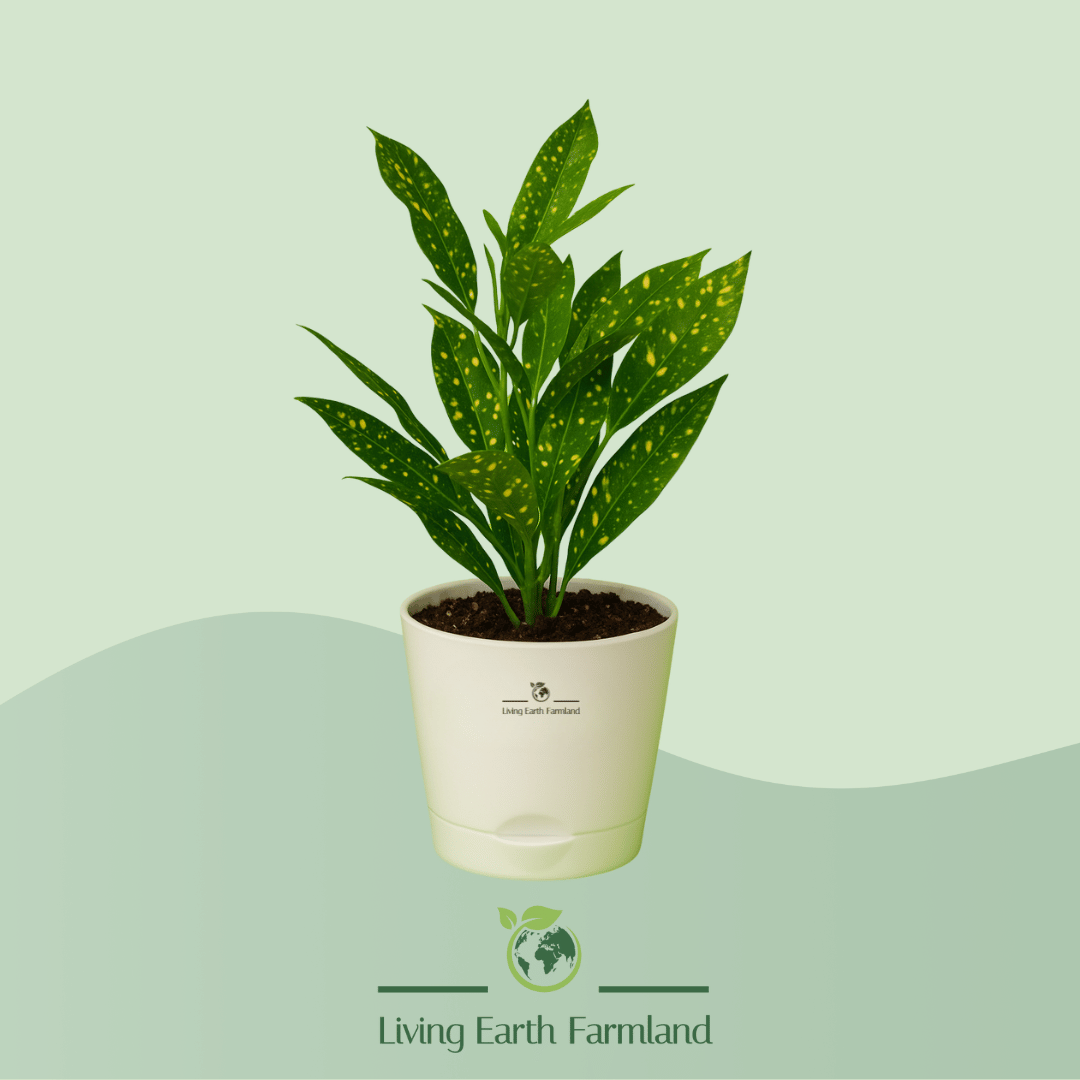 Croton Gold Dust Plant