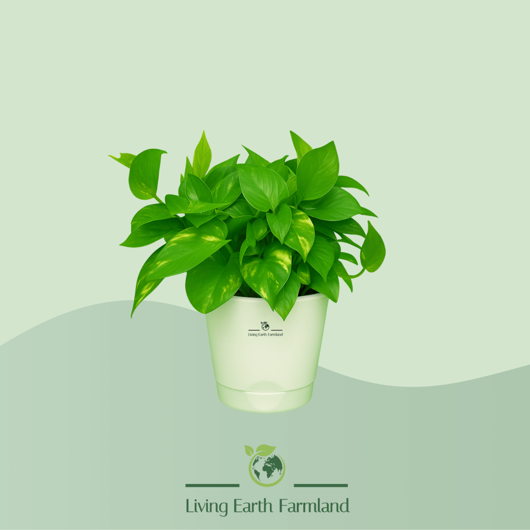 Broad Leaf Money Plant