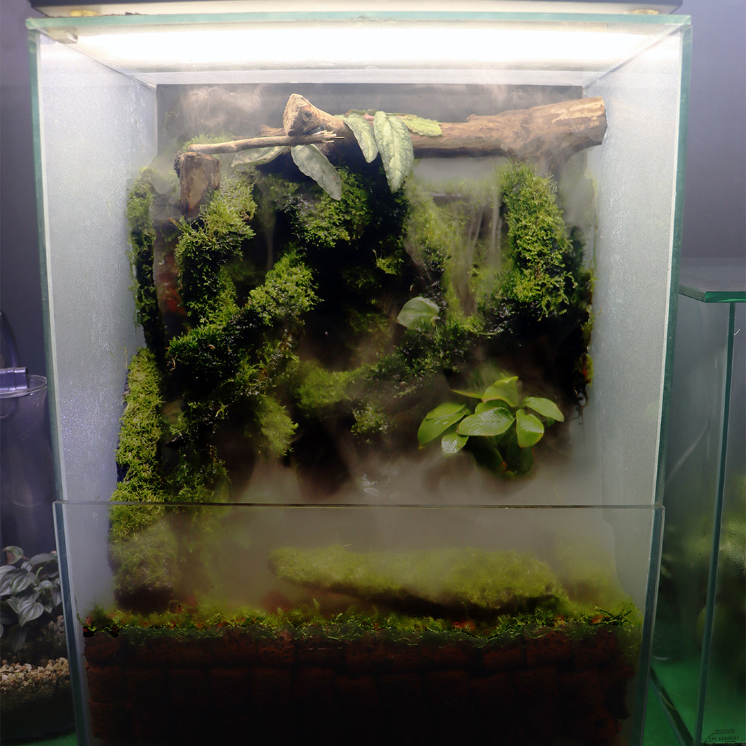 Paludarium Style 2