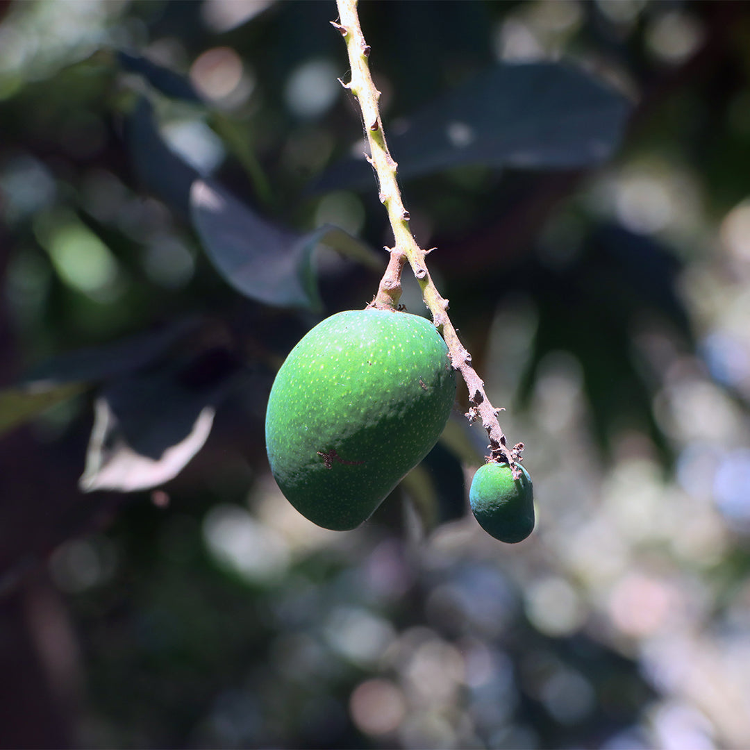 Green Mango