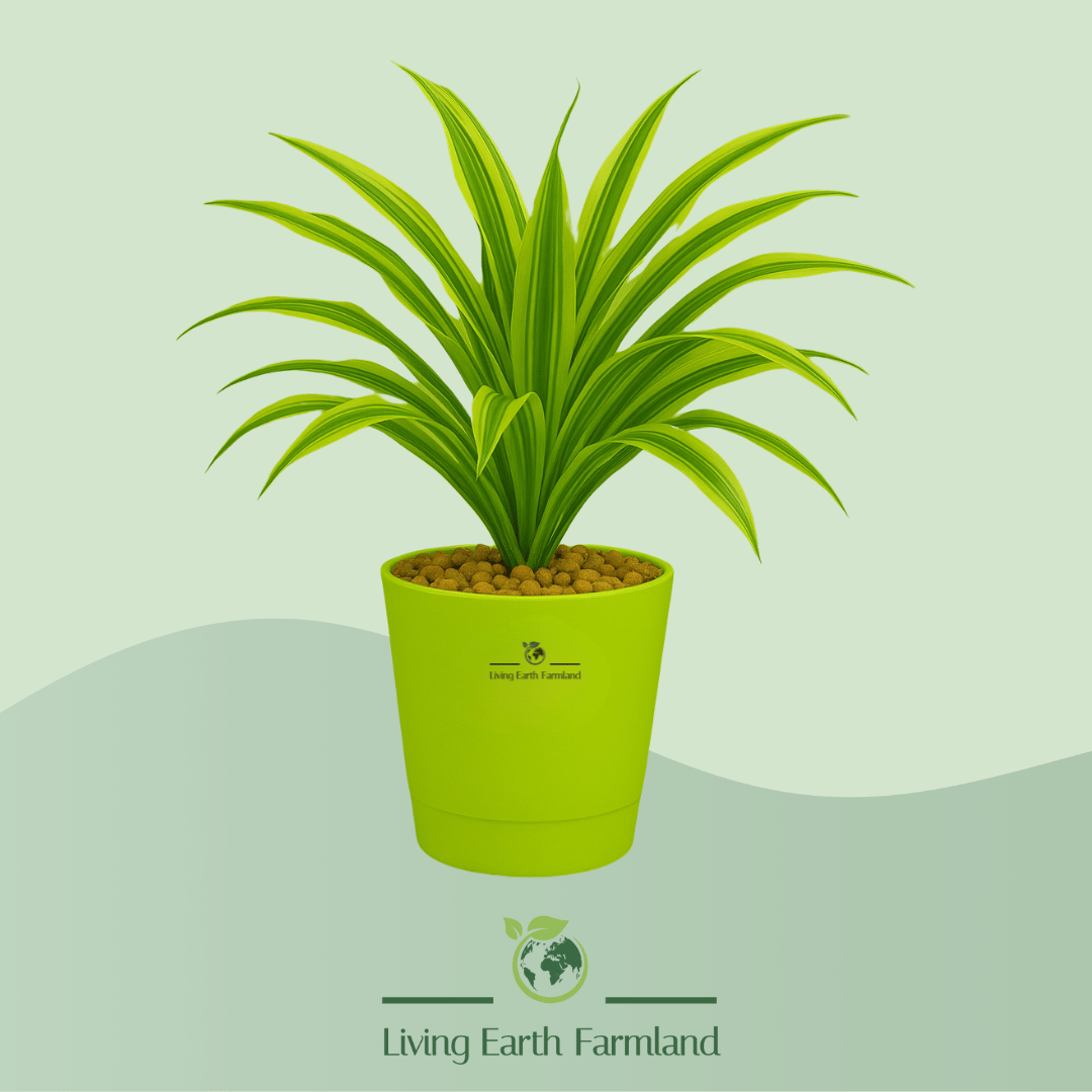 Dracaena Plant