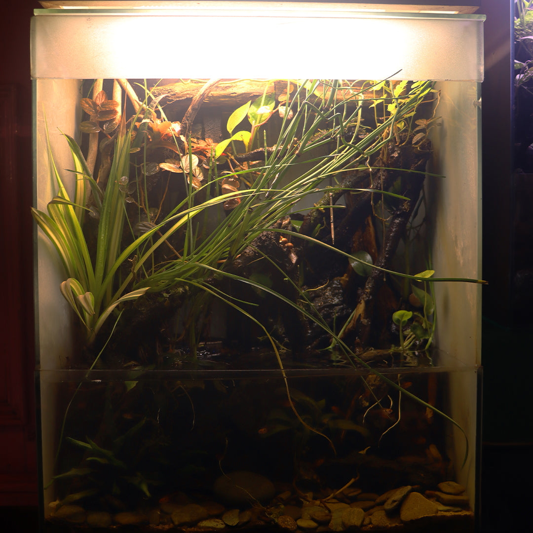 Paludarium Style 1