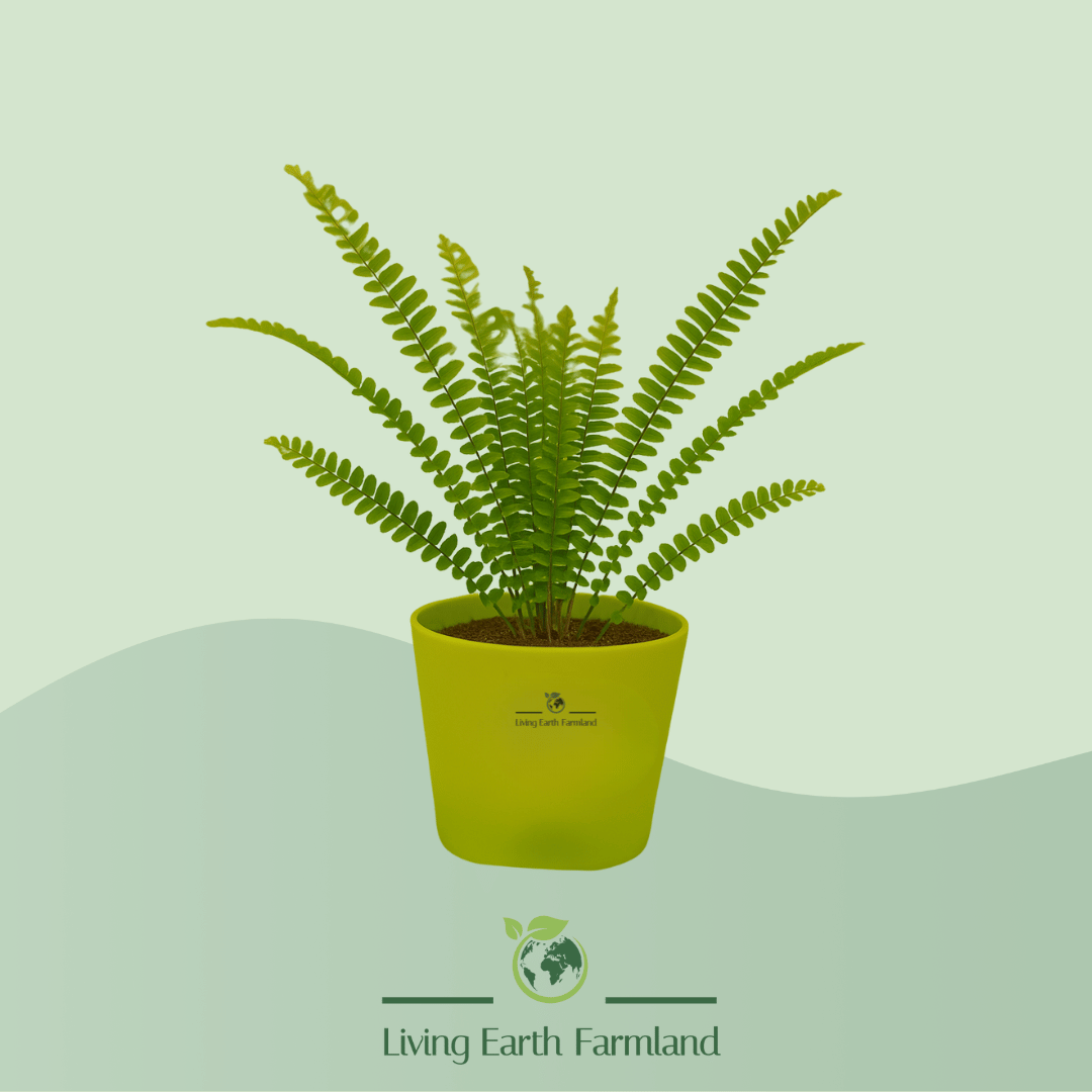 Boston Fern Plant