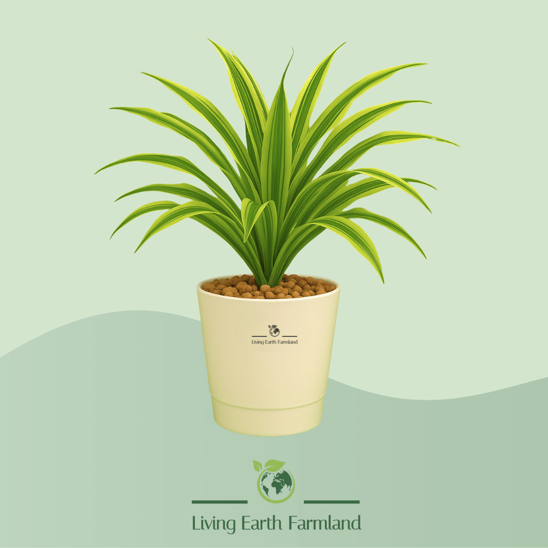 Dracaena Plant