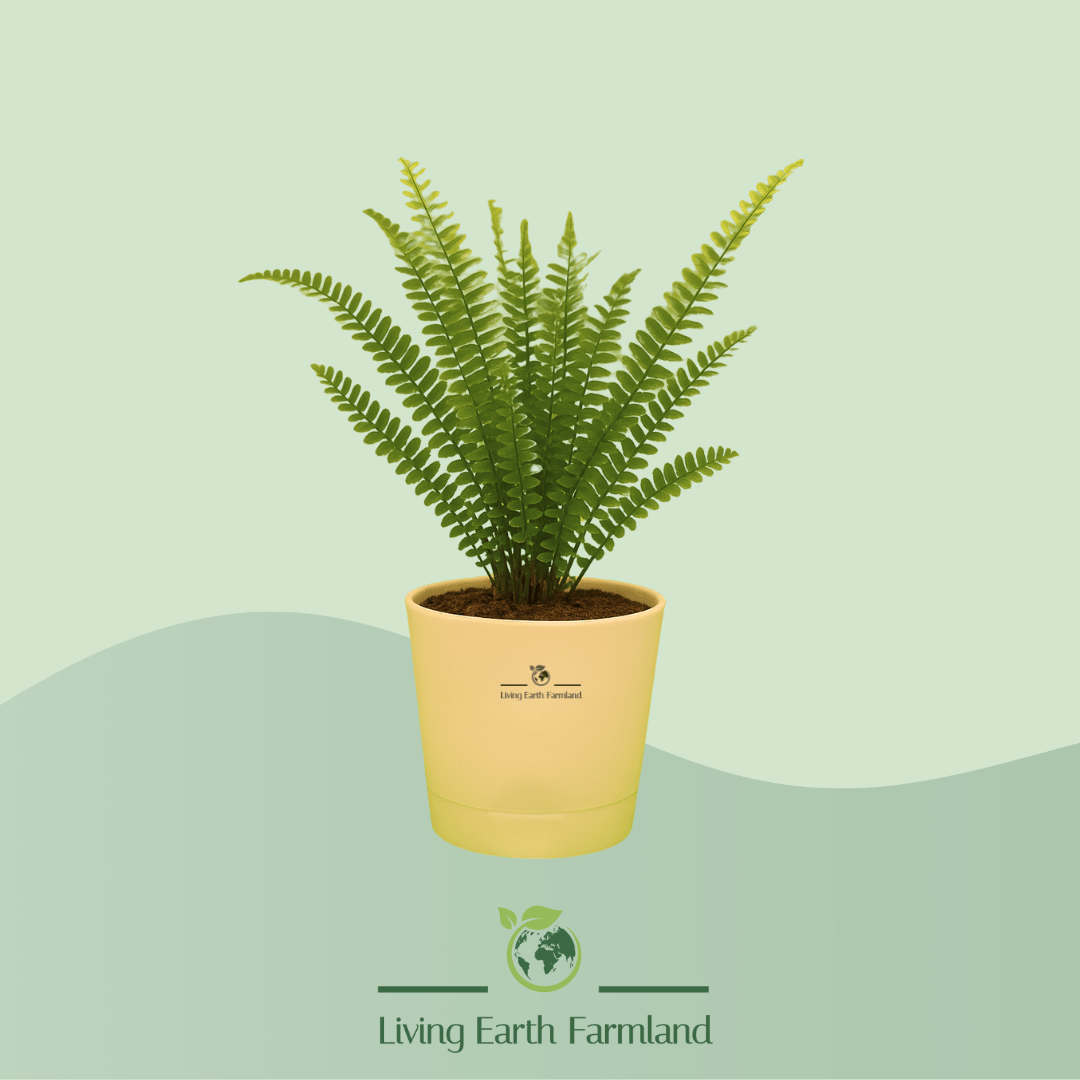 Boston Fern Plant