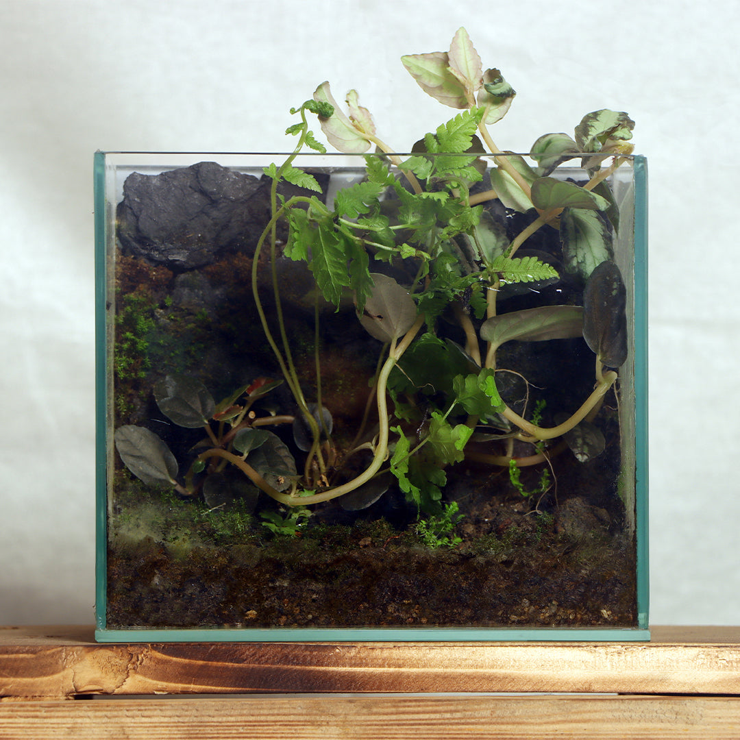 Terrarium Style 5