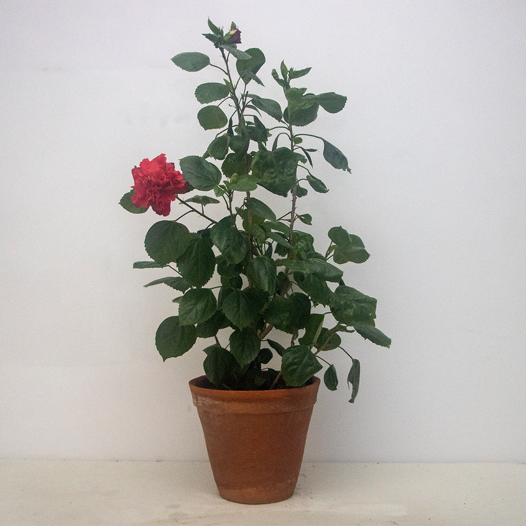 Chinese Hibiscus