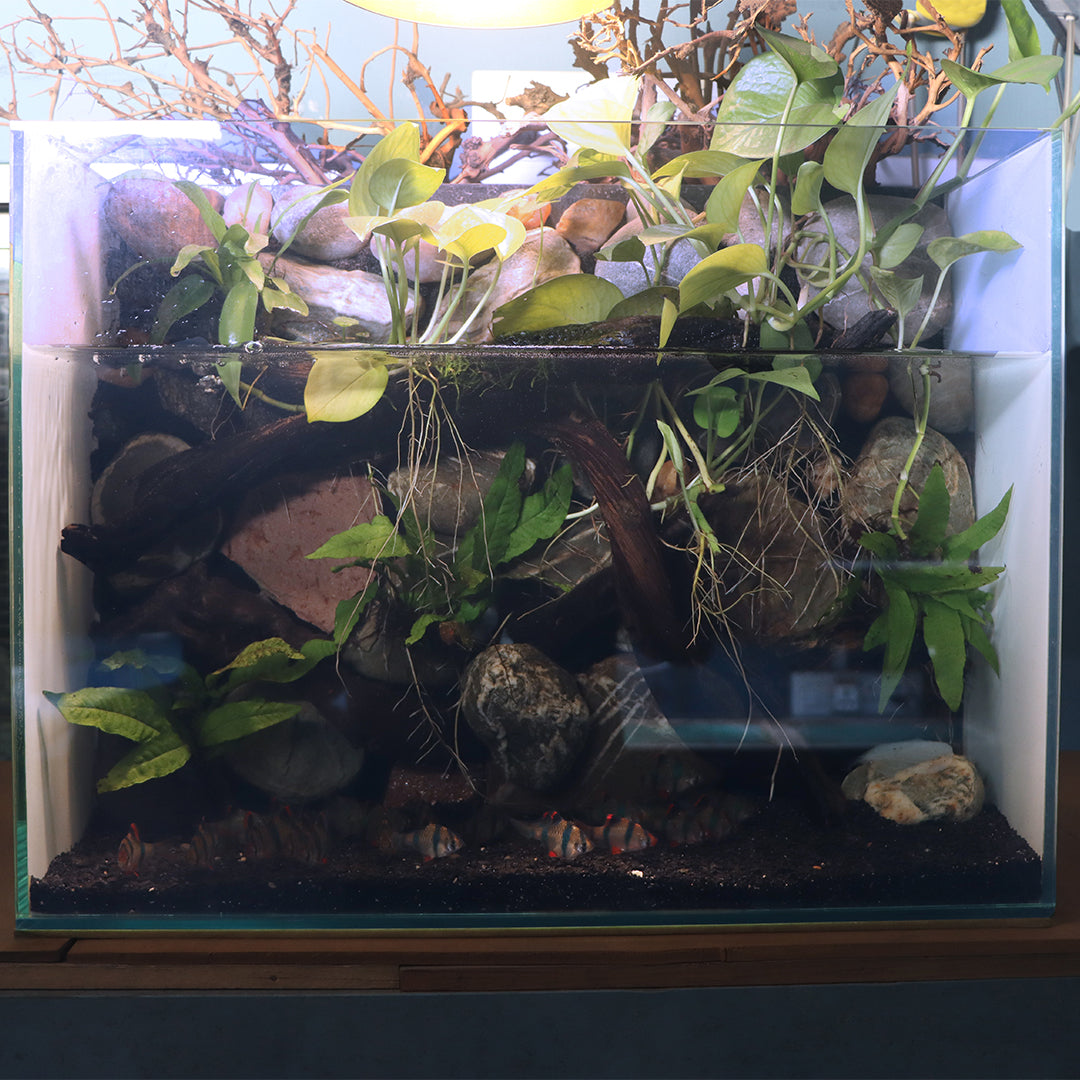 Nature Tank 2