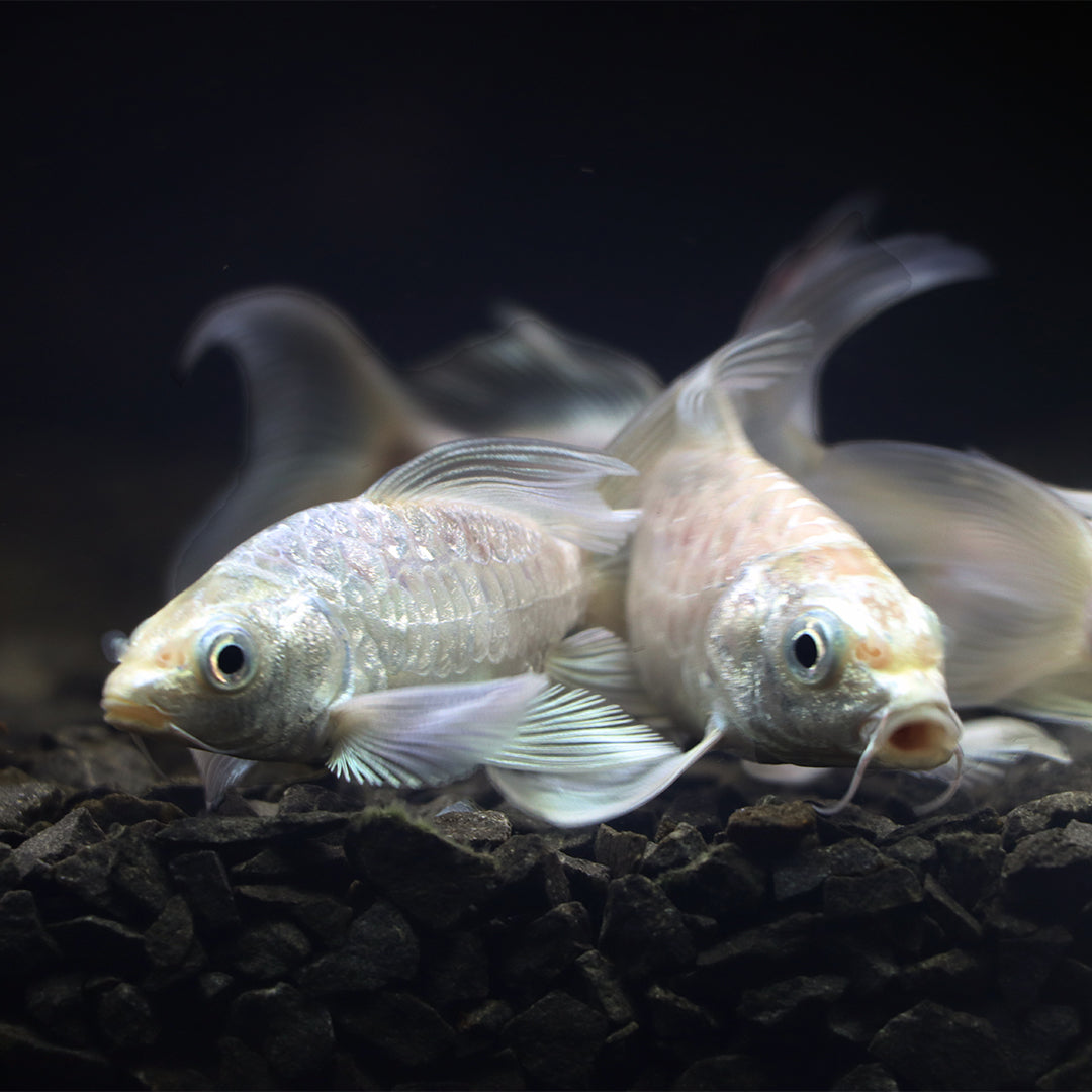Veiltail Milky Carp