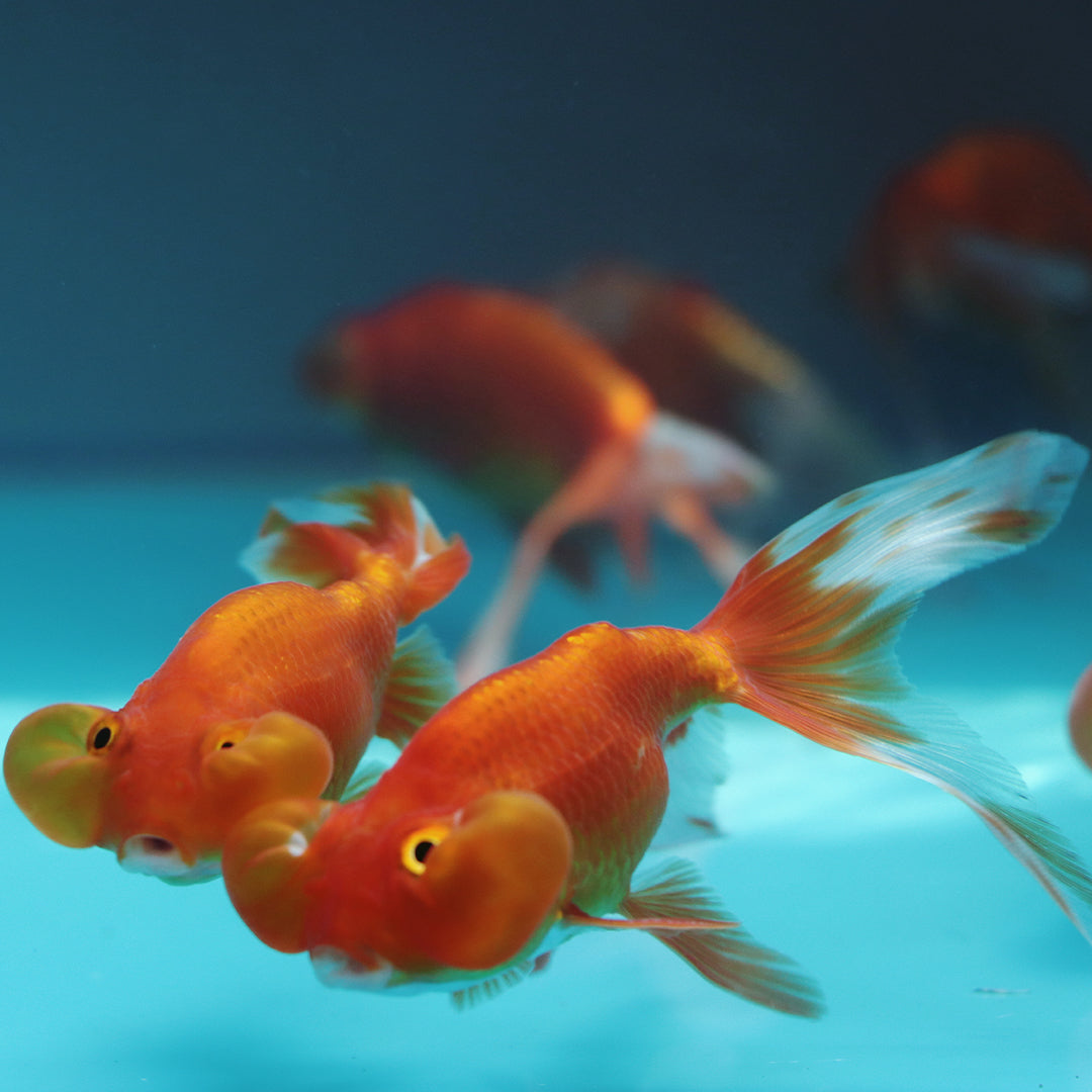 Bubble eyed Goldfish