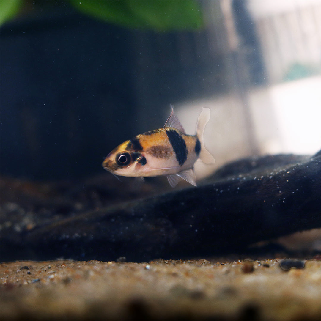 A small freshwater aquarium fish with black, gold, and white coloring, swimming above the substrate.