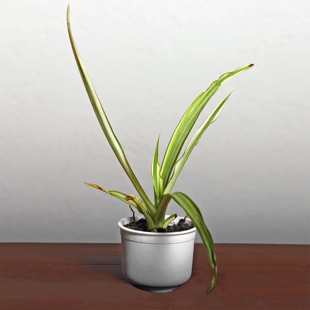 Dragon Plant