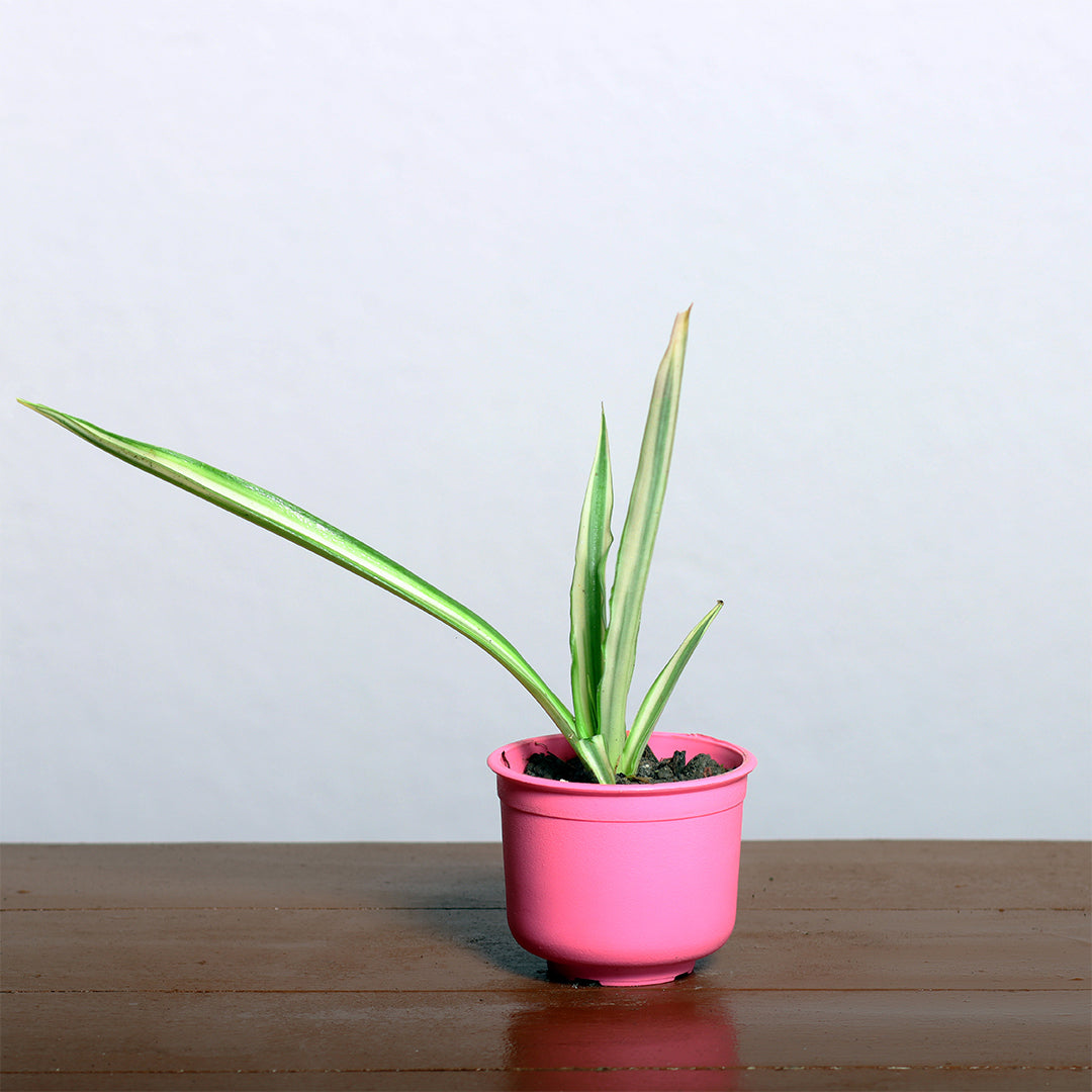 Dragon Plant