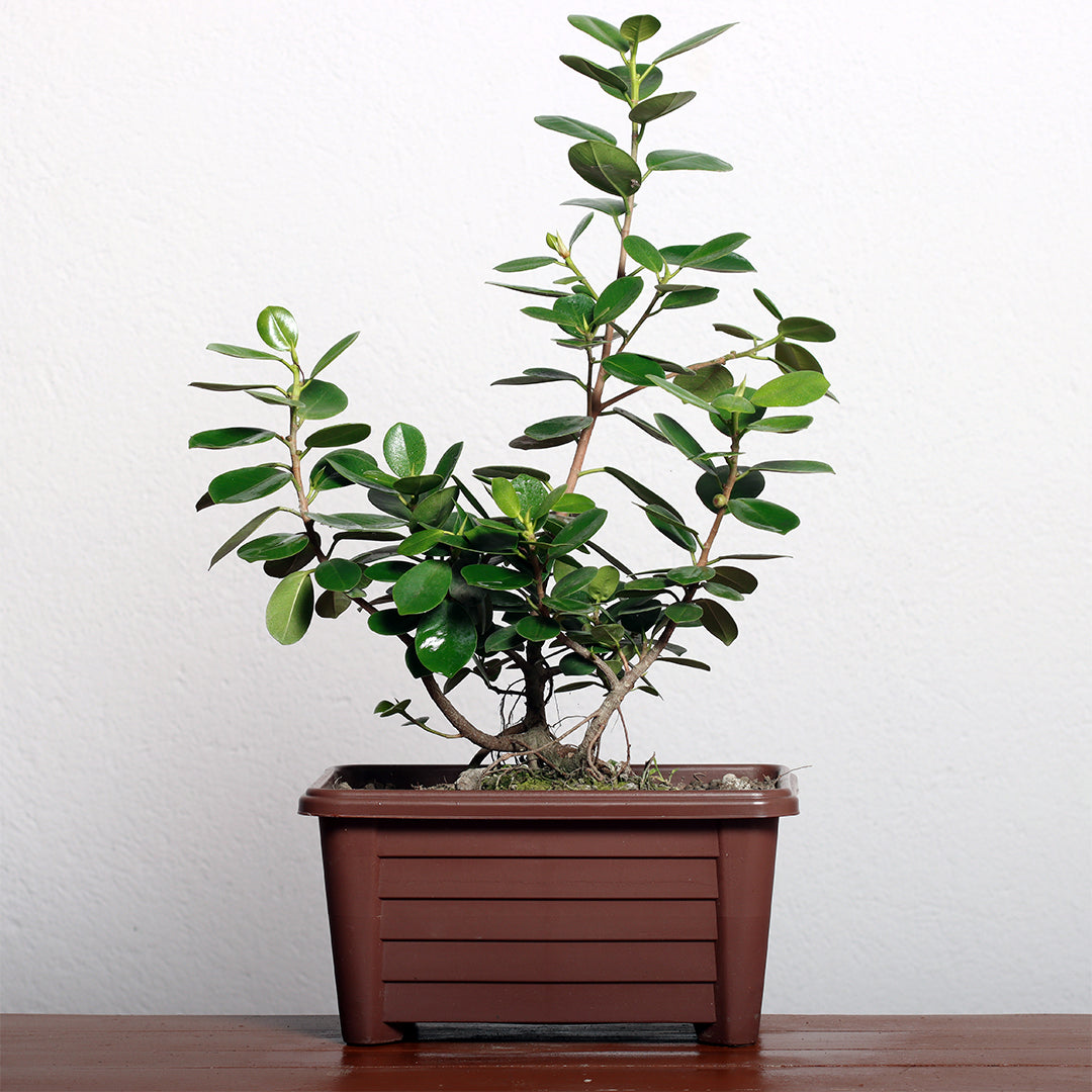Malayan Banyan Bonsai Plant