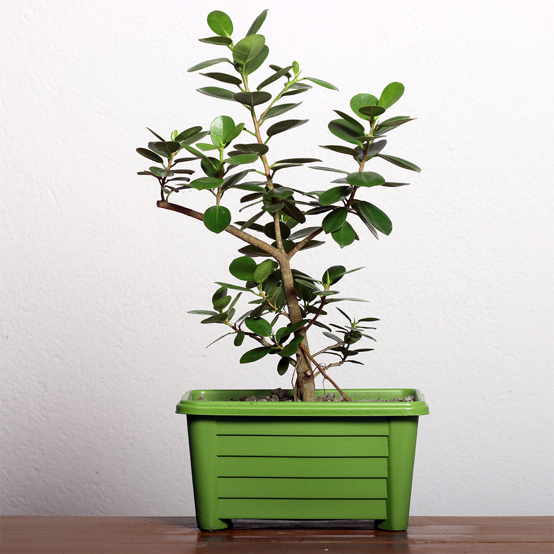 Malayan Banyan Bonsai Plant