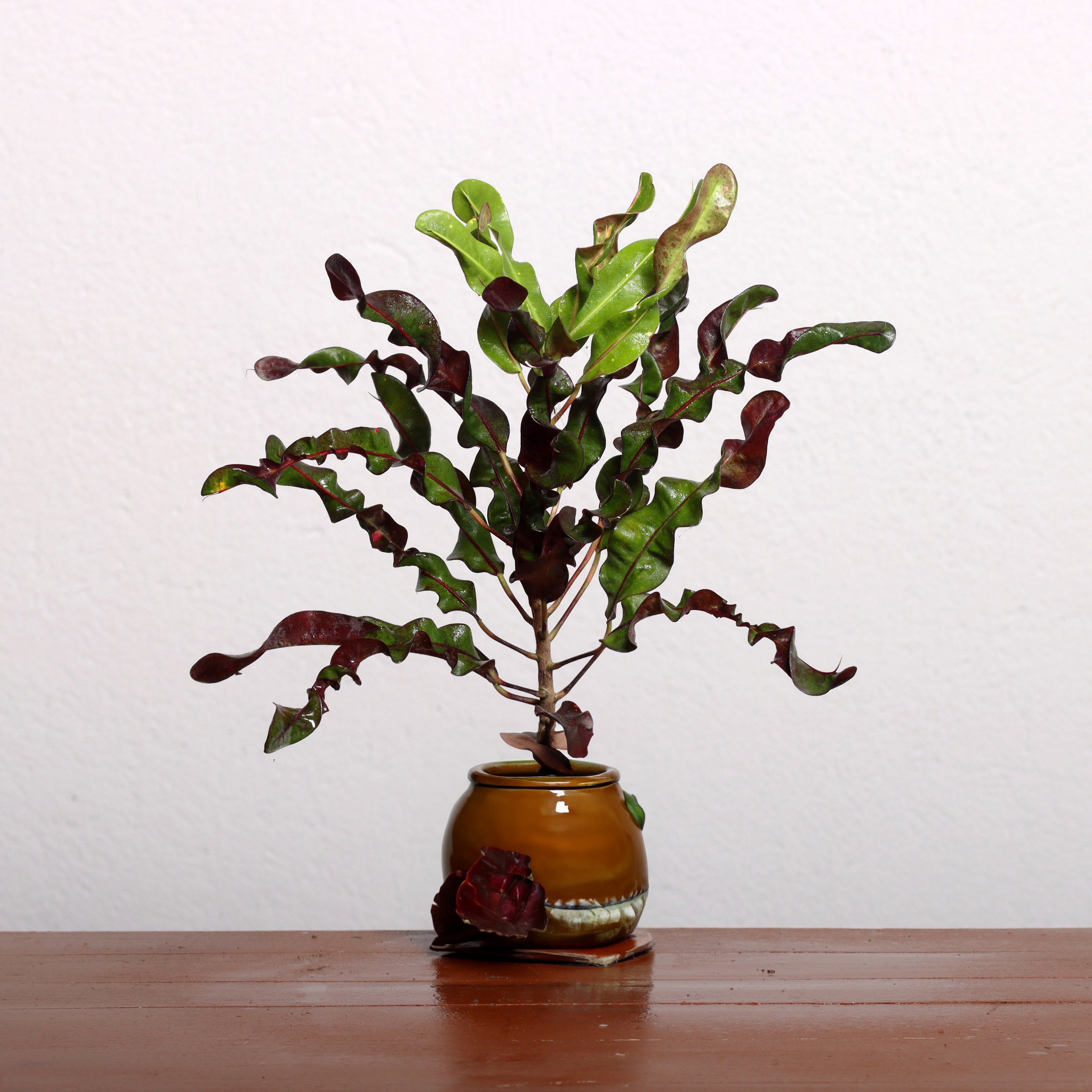 Garden Croton Plant