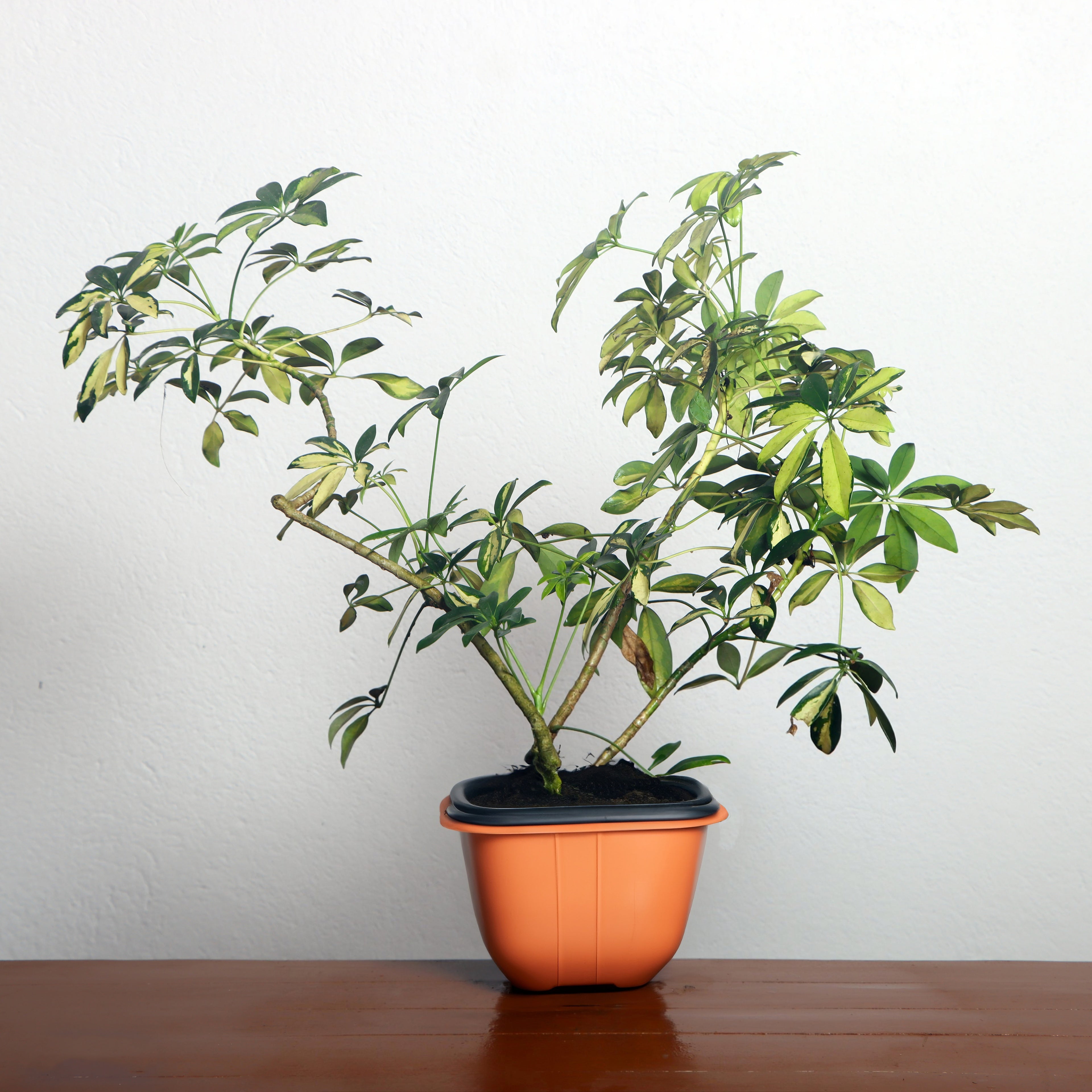Dwarf Umbrella Tree