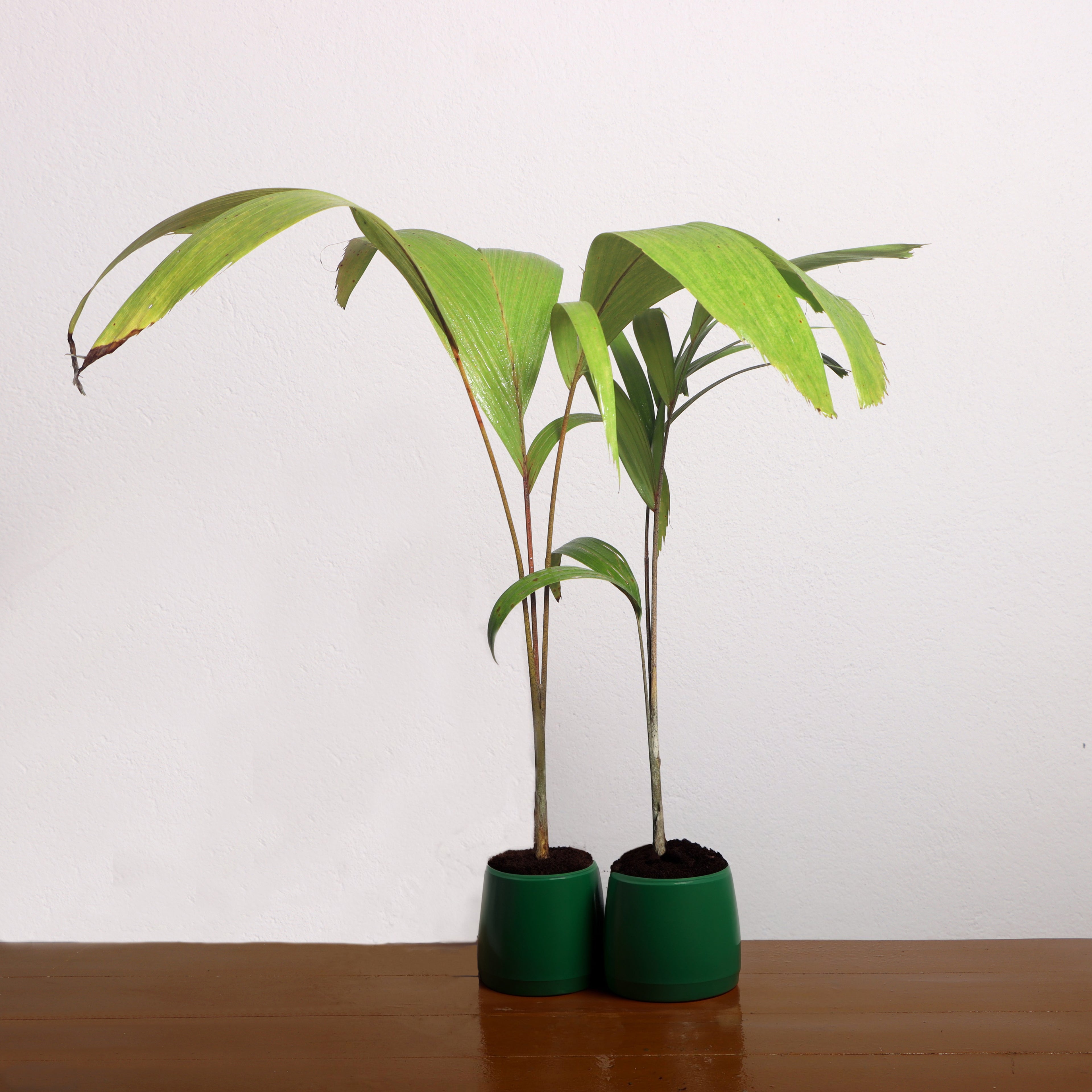 Green World Christmas Palm Plant