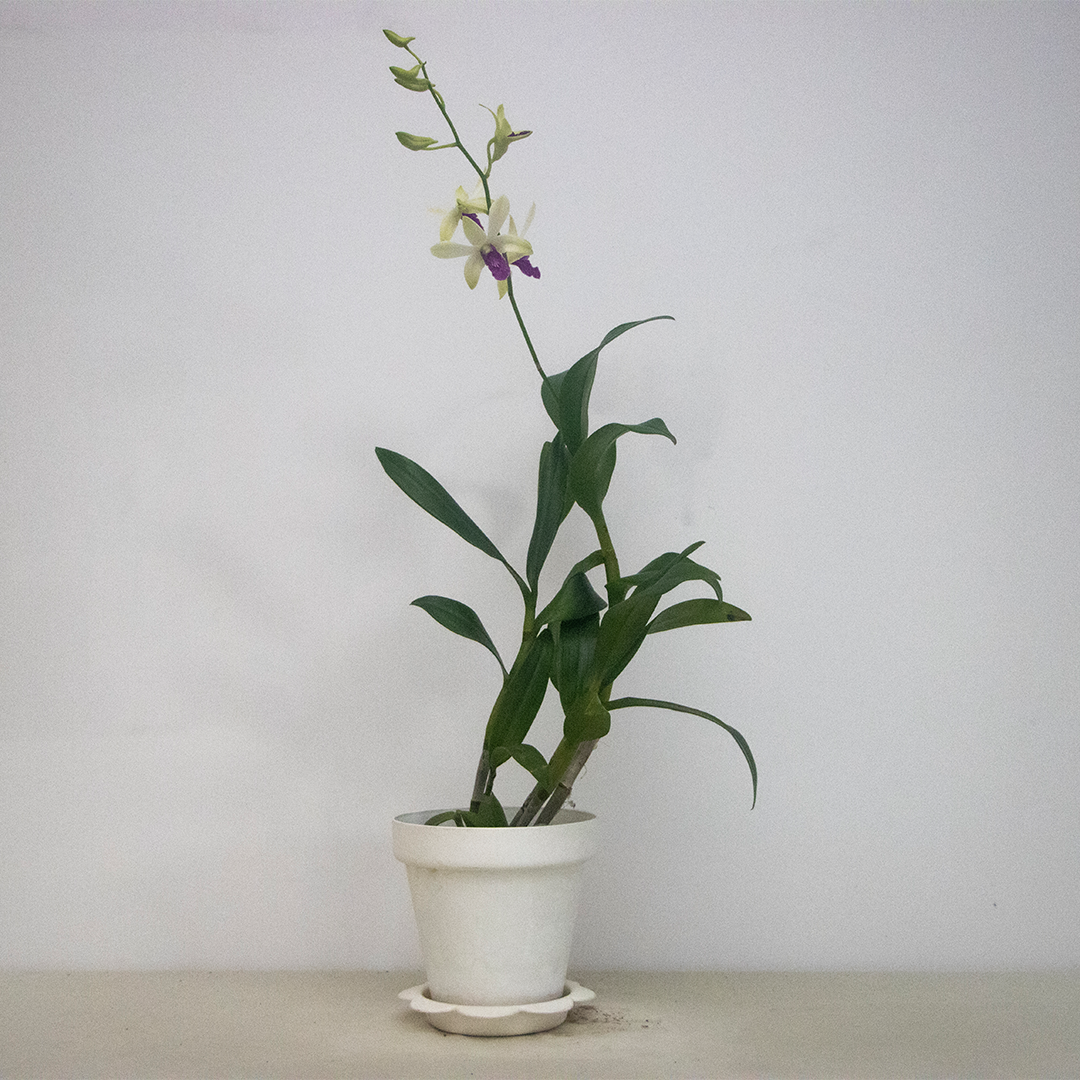 Dendrobium Orchid