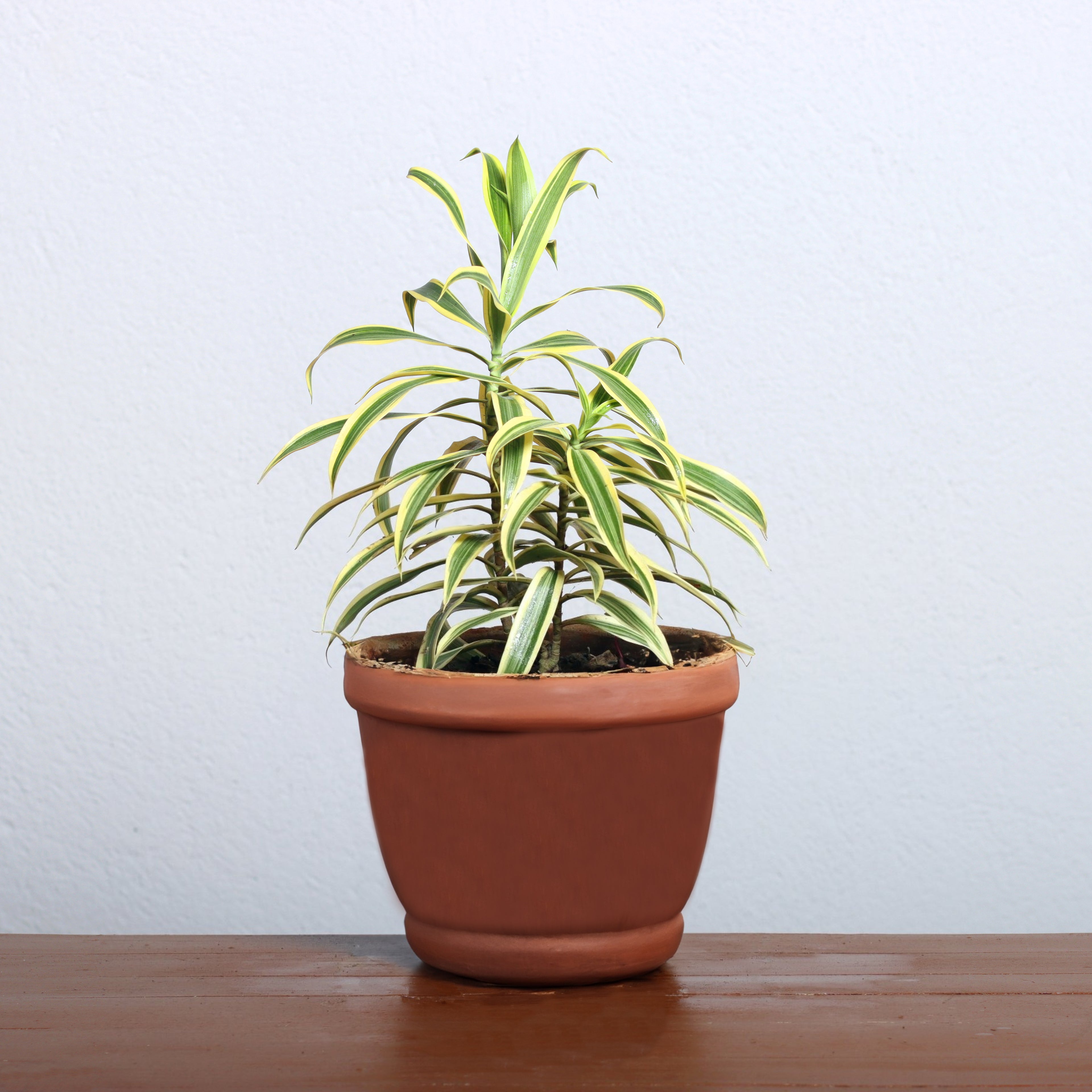 Song of India Plant