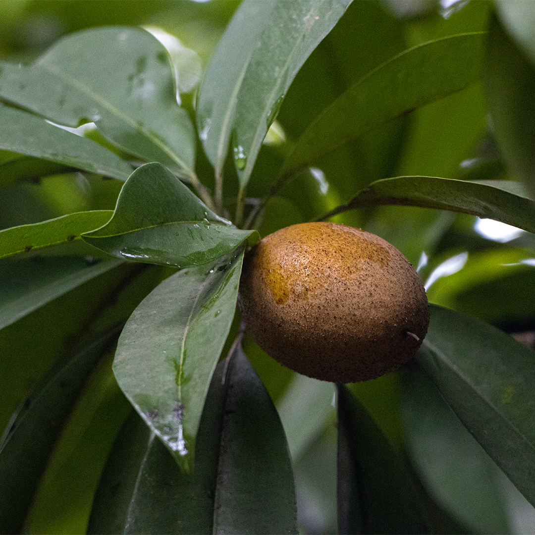 Sapodilla