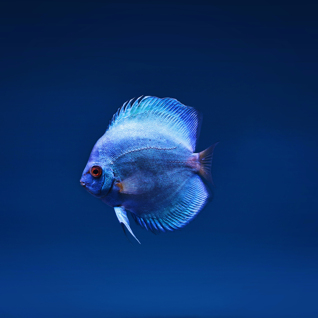 Blue Discus Fish