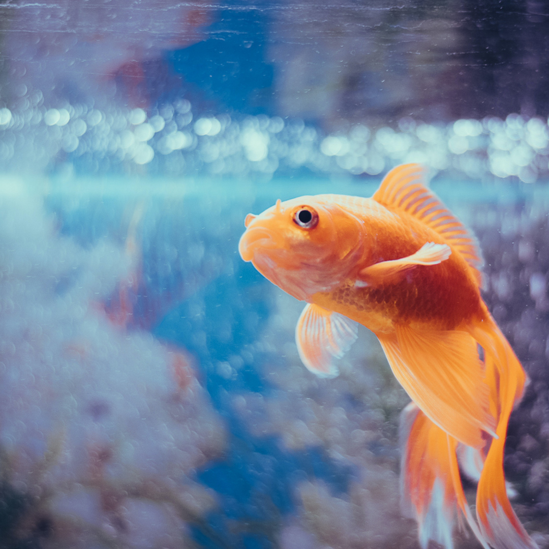 Orange Fantail Goldfish
