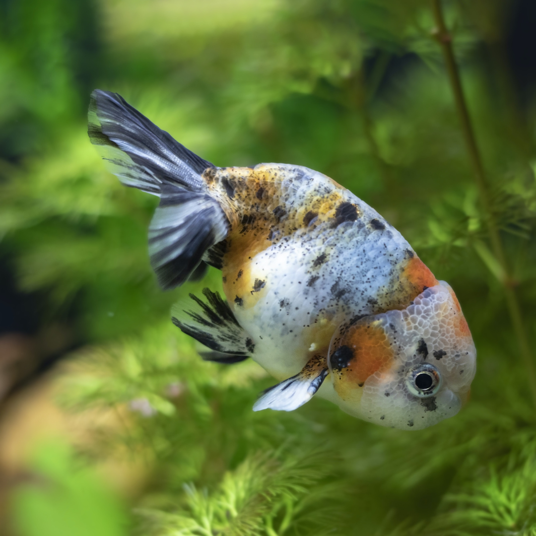Orange and White Fish