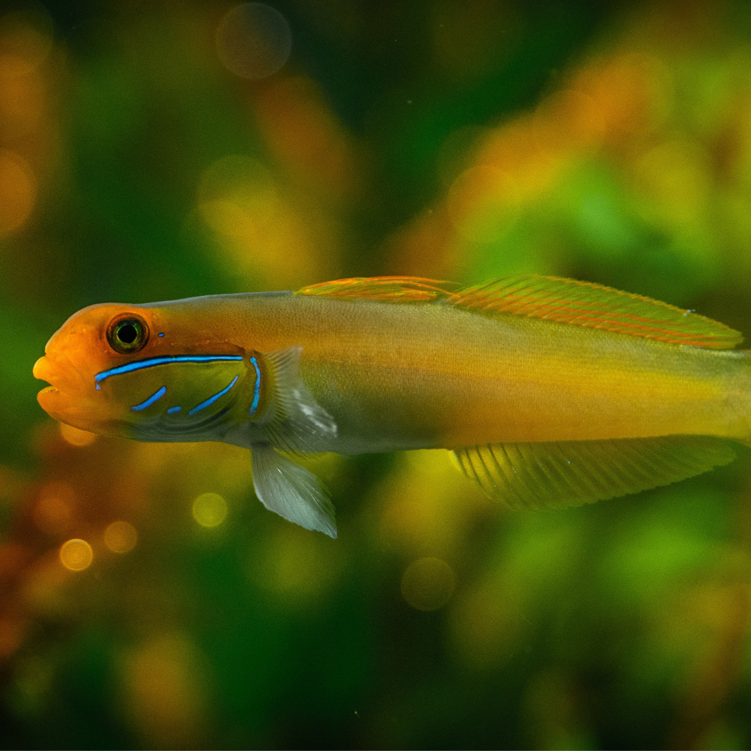 Orange jawfish