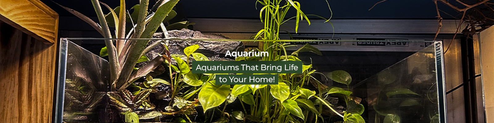 Aquariums