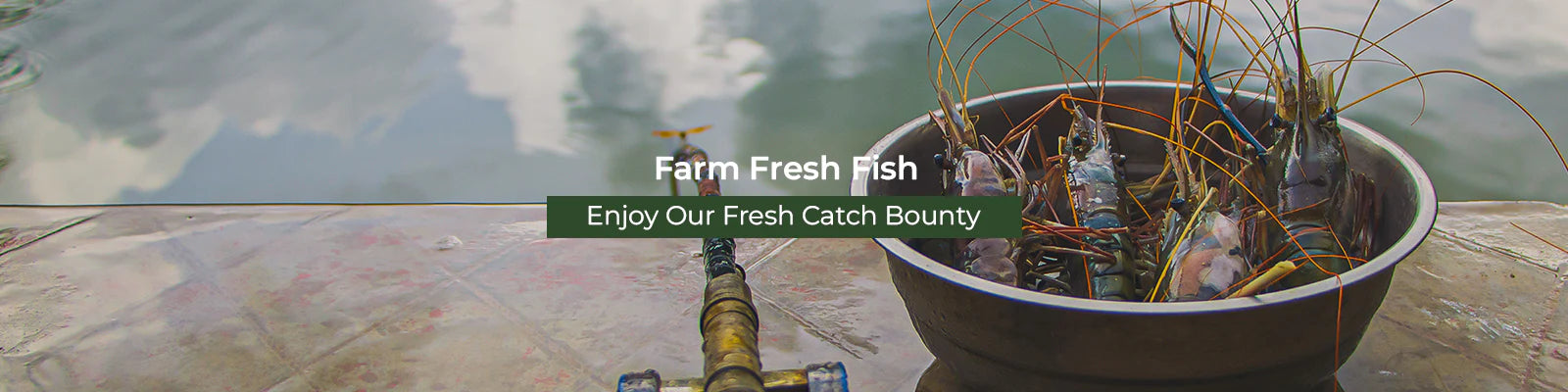 farm-fresh-fish-new