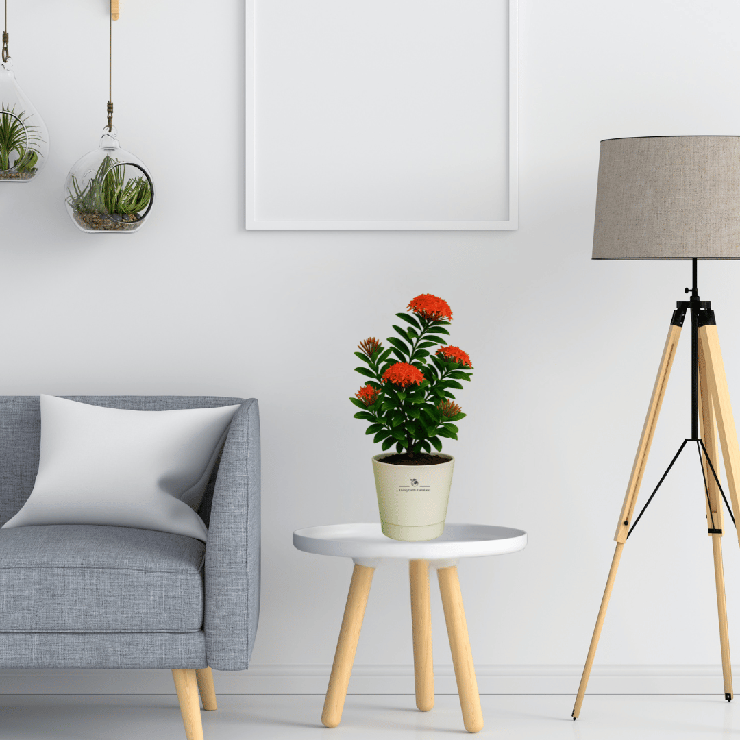 Jungle Geranium Plant