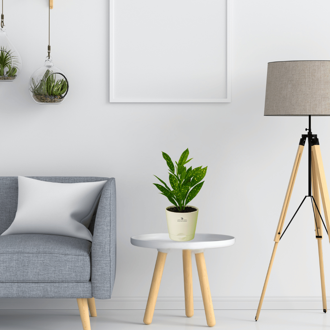 Croton Gold Dust Plant