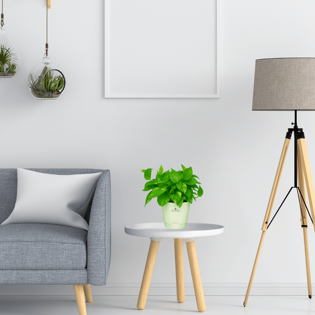 Broad Leaf Money Plant