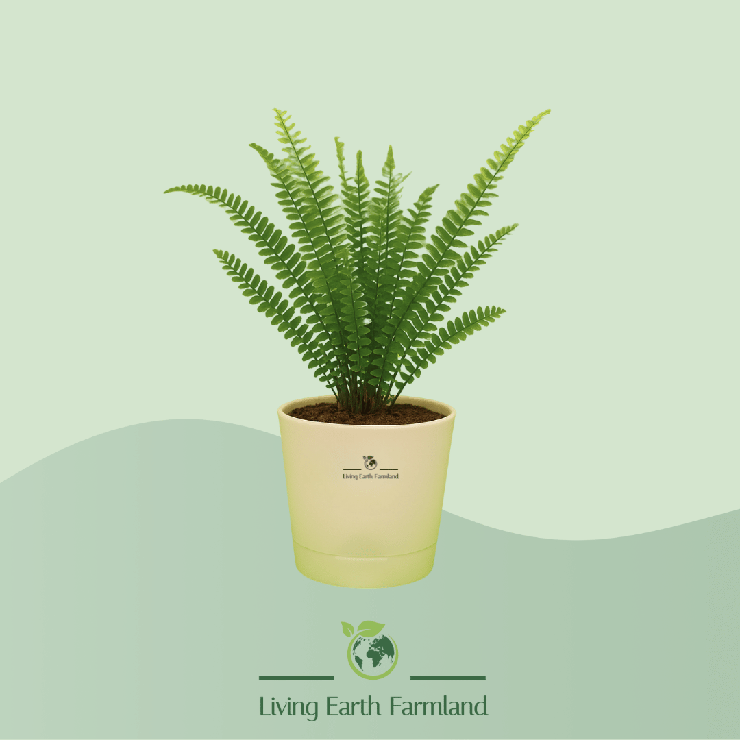 Boston Fern Plant