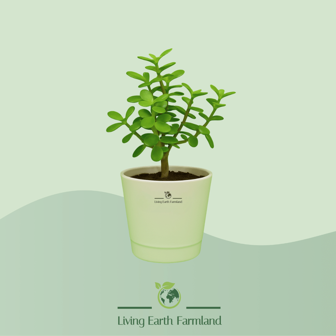 Jade Plant (Green) - Succulent Plant