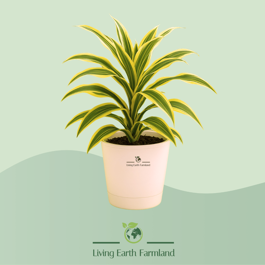 Song of India Plant