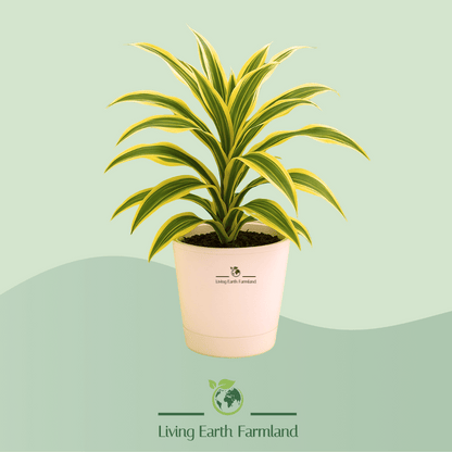 Song of India Plant