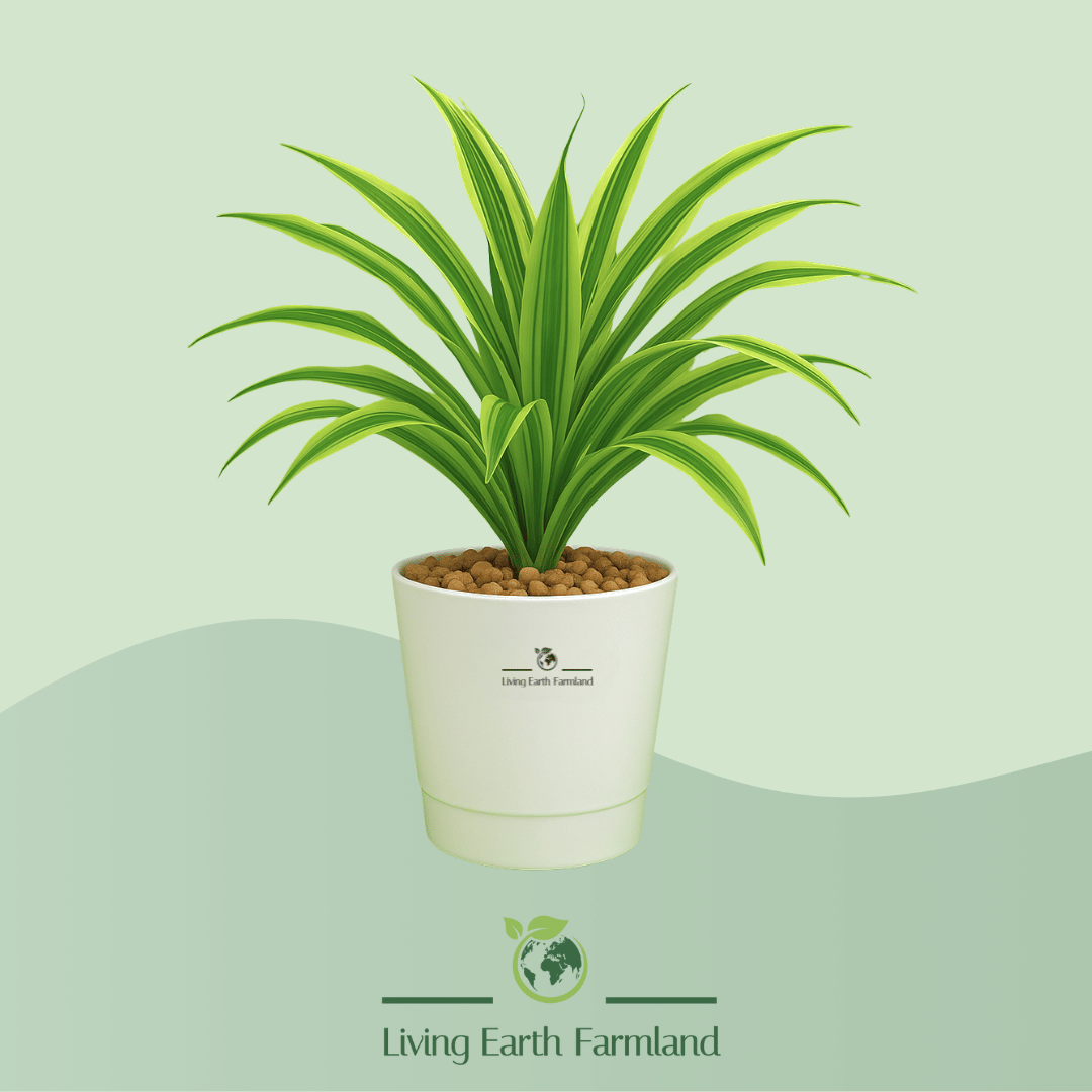 Dracaena Plant