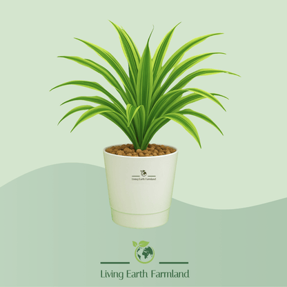 Dracaena Plant