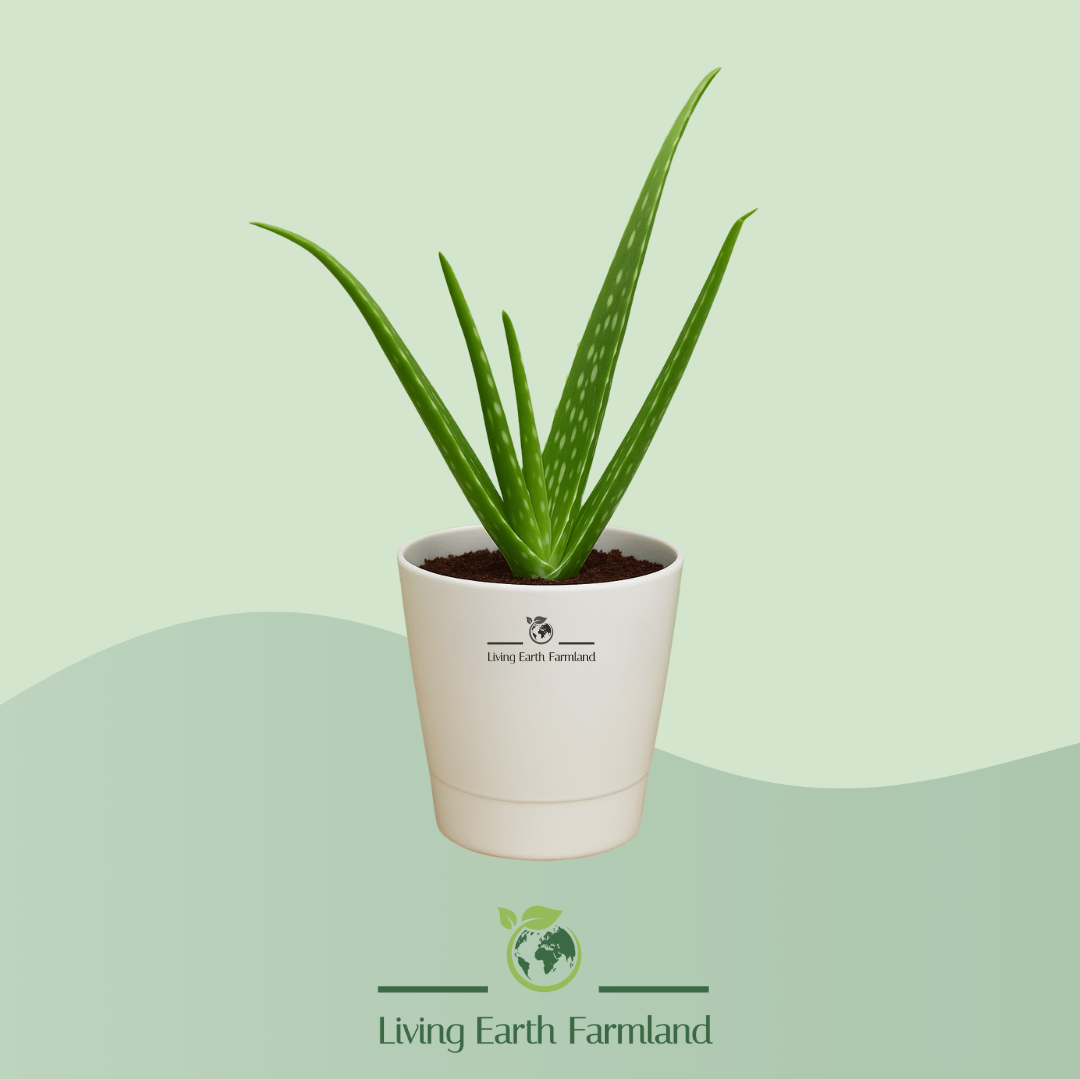 Aloe Vera Plant