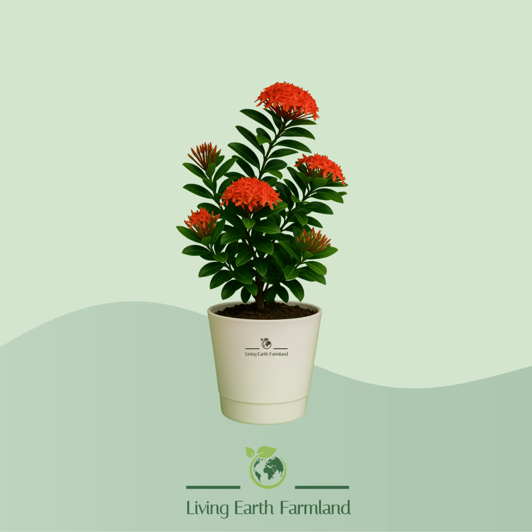 Jungle Geranium Plant