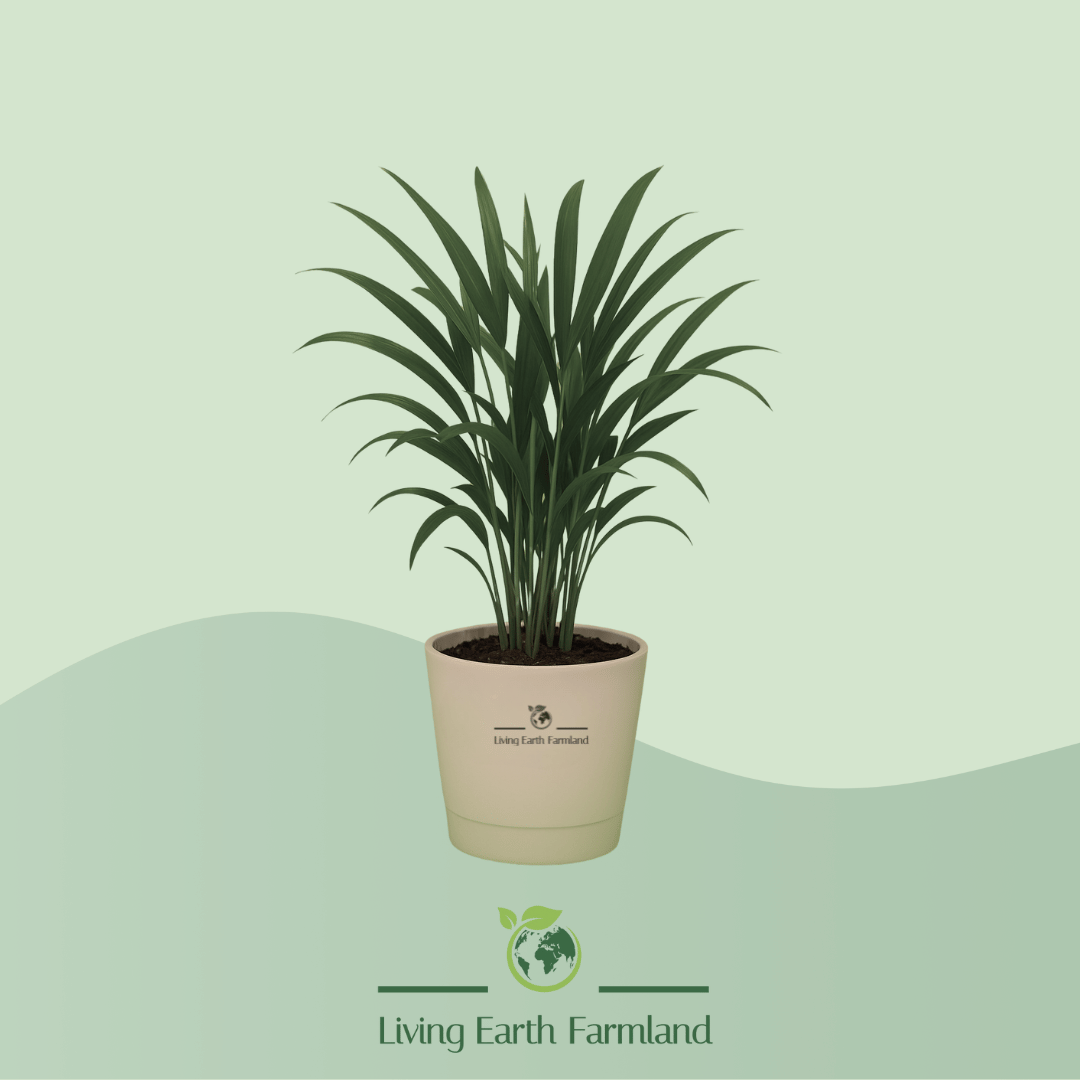 Areca Palm Plant