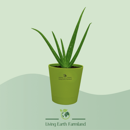 Aloe Vera Plant